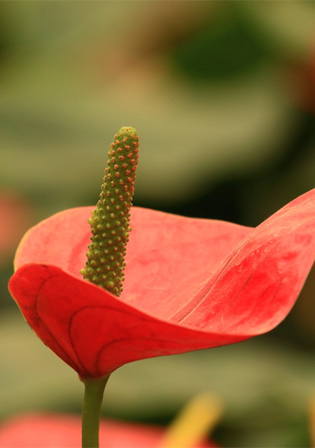 红掌开花