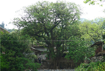 重阳木全景