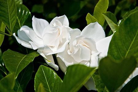 栀子花的花朵