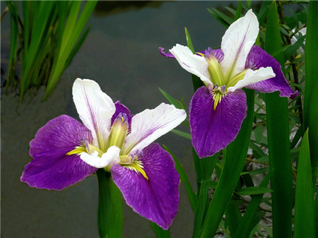 鸢尾花植株