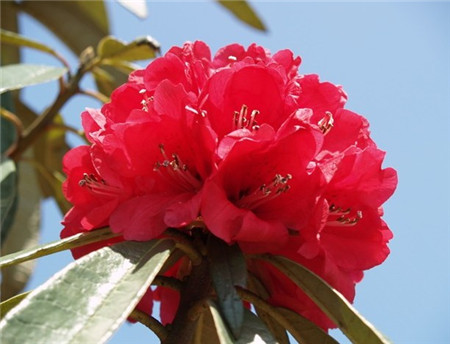 马缨杜鹃的花朵