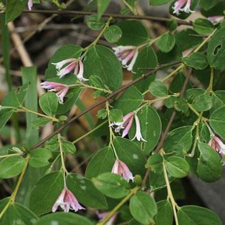 绕花植株