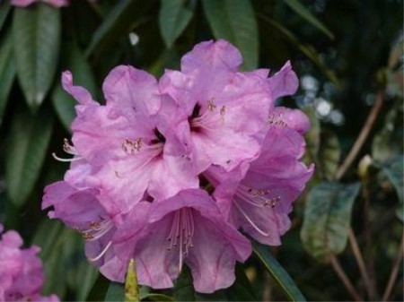 蜡叶杜鹃花朵