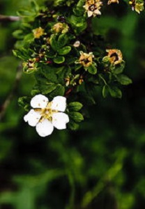 峨眉蔷薇的花朵