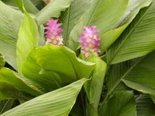 姜荷花植株