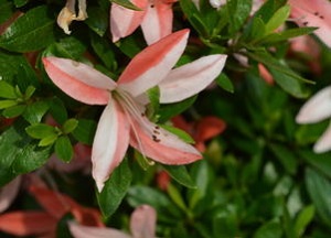 皋月杜鹃花朵