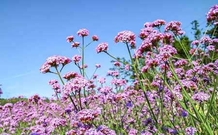 马鞭草开花