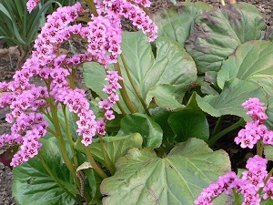 岩白菜植株