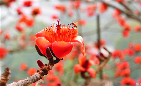 木棉花枝