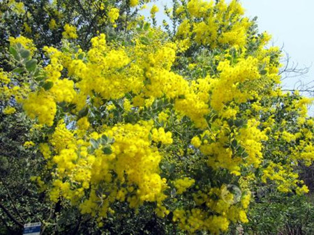 银荆花树