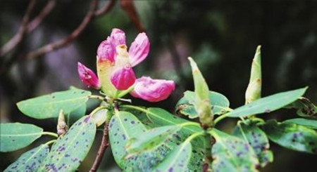 羊毛杜鹃植株