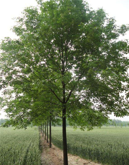 白蜡树植株