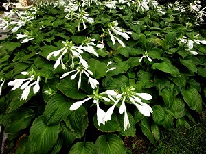 玉簪植株