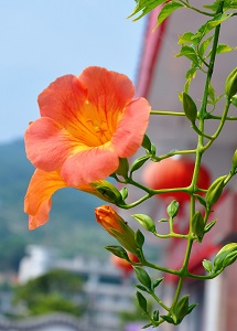 鲜艳的凌霄花