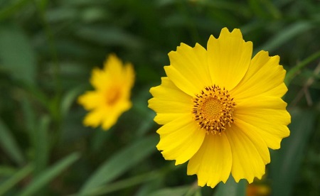 金鸡菊开花