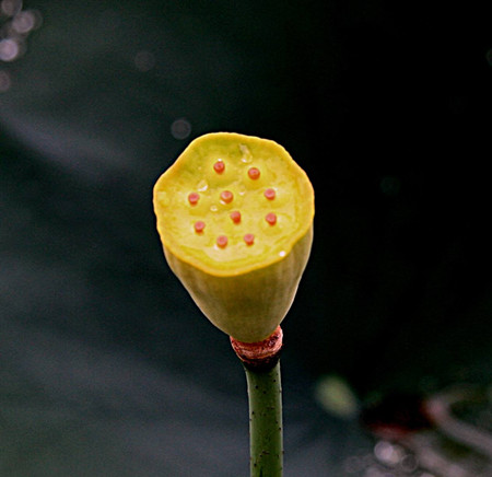 迎宾芙蓉的莲蓬