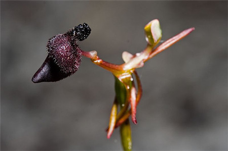 铁锤兰植株