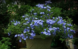 蓝雪花植株