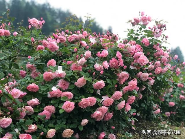 怎样栽月季花容易成活长得好（盆栽月季养殖方法与技巧）