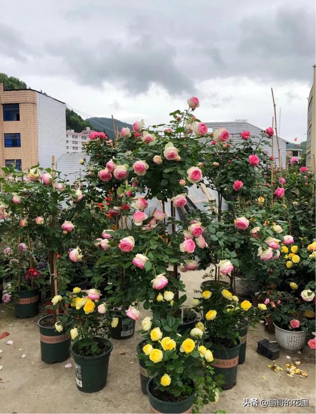 怎样养好夏季盆栽花卉（盆栽植物夏天种植技巧和注意事项）