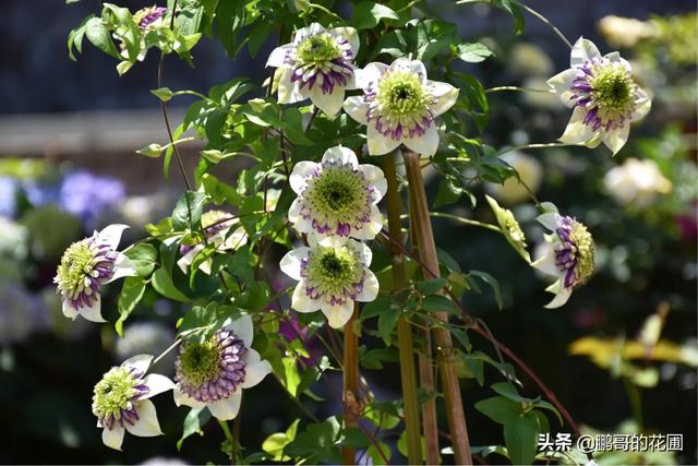 怎样养好夏季盆栽花卉（盆栽植物夏天种植技巧和注意事项）