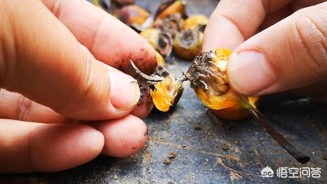 用月季种子如何繁殖月季（月季种子种植方法和注意事项）