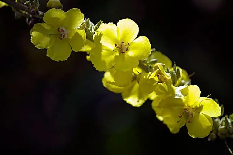 毛蕊花的图片1