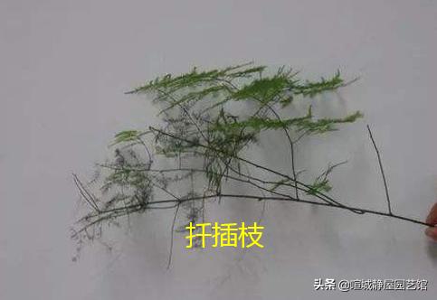 文竹常用的几种繁殖方法（文竹怎么繁殖需要注意什么）