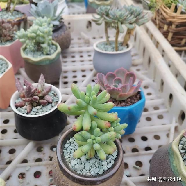 多肉植物能淋雨吗（养在室外的多肉淋雨了怎么办）