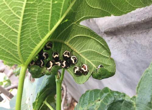 花盆里的虫子怎么除掉（花盆里有小飞虫清除小妙招）