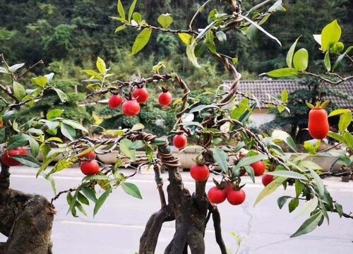 金弹子种子直接种地里可以吗（地栽金弹子栽培管理长得快）