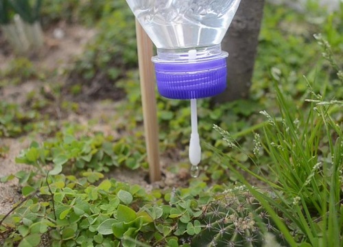 如何给花浇水才正确（长期不浇花不让花枯死的秘诀）