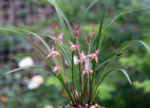 建兰怎样养才能开花（新栽的建兰什么时候开花如何管理）