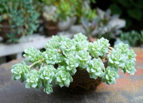 浇花时水很快从花盆底部流出（浇花浇透盆底水要倒掉吗）