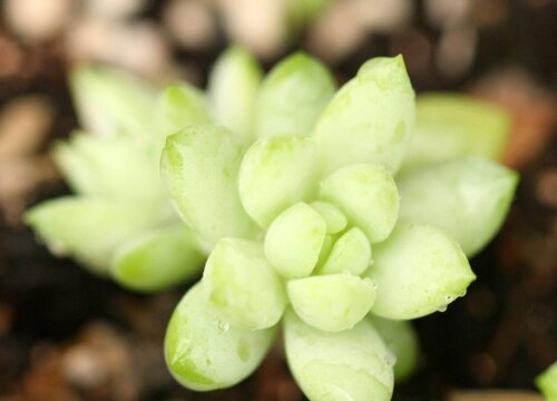 荷花多肉的养殖方法和注意事项（荷花多肉图片及养护）