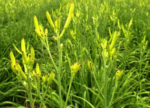 黄花菜什么时候移栽最好（黄花菜移栽时间和方法）