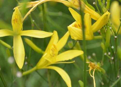 黄花菜什么时候移栽最好（黄花菜移栽时间和方法）