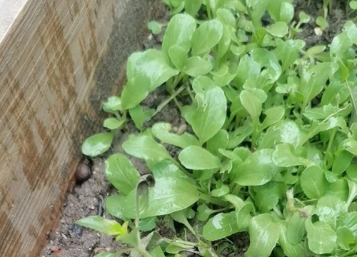 芥菜什么时候移栽最好（芥菜苗移栽方法和时间）