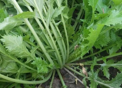 芥菜什么时候移栽最好（芥菜苗移栽方法和时间）