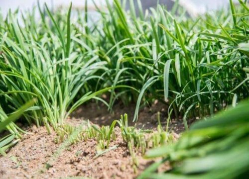 植物怎样过冬的方法（大自然植物靠什么过冬举例说明）