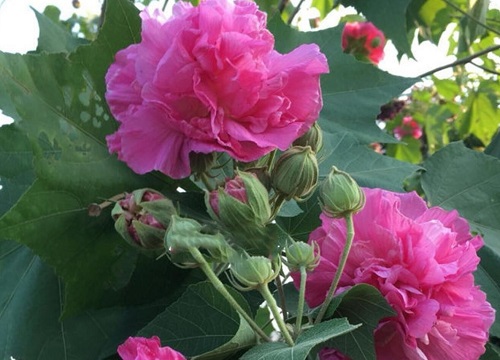 木芙蓉花的养殖方法和注意事项 芙蓉花养护正确方法