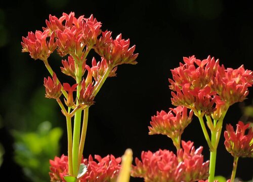 长寿花多少天浇一次水为宜 长寿花多长时间浇一次水合适