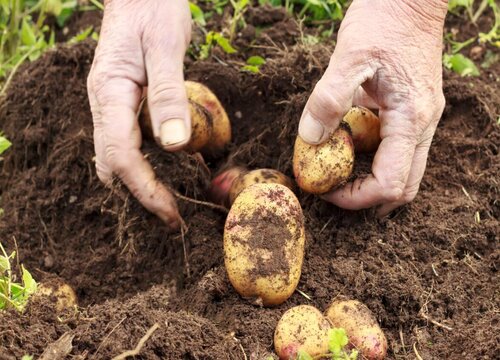 土豆多久发芽出土 土豆种植的5个阶段过程与步骤