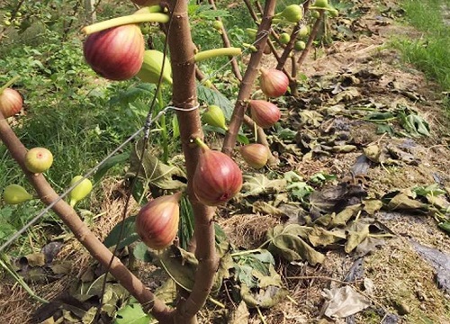 家里为什么不能种无花果树 家里种无花果有什么讲究吗