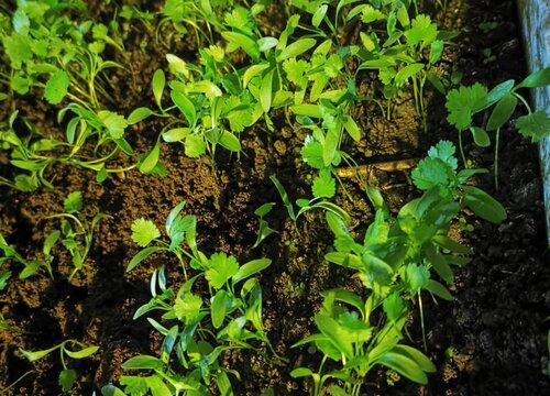 盆栽鸡毛菜的种植方法步骤 阳台鸡毛菜家庭种植注意事项