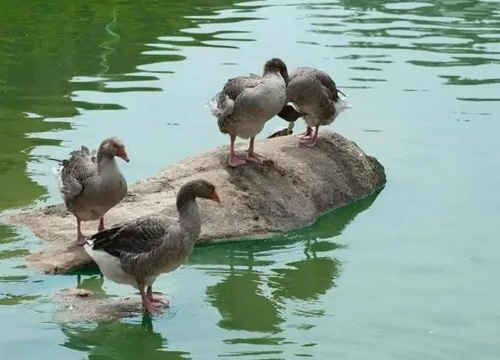 池塘水浇花好吗 河水和池塘水浇花哪种好