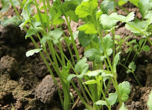 香菜好种吗怎么种 香菜什么时候种植最合适