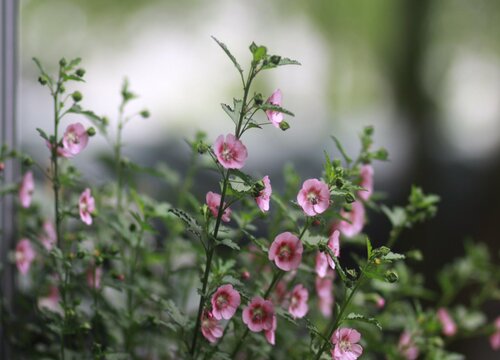 为什么劝君莫种木槿花  为什么家中不能养木槿