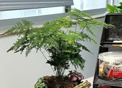 家庭盆栽花卉推荐  家庭最适合养的盆栽花卉排名