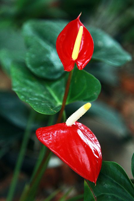 火鹤花植株